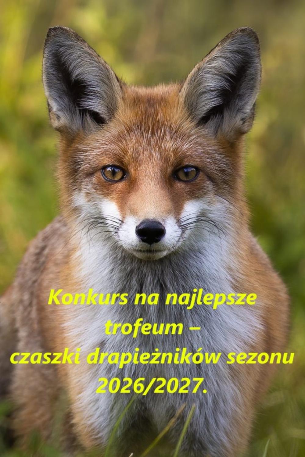 Konkurs na najlepsze trofeum - czaszki drapieżników sezonu 2026/2027